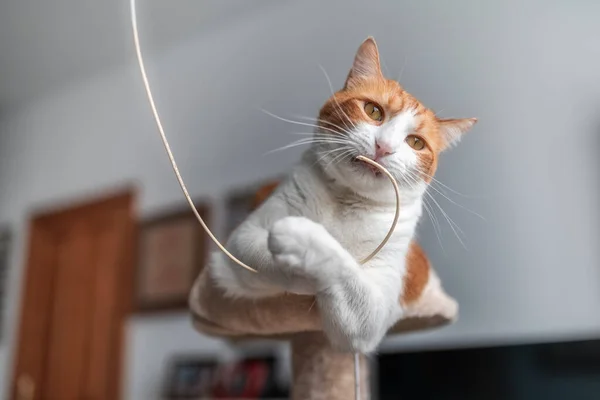 Gato Blanco Marrón Con Ojos Amarillos Atrapa Cable Electrónico Con — Foto de Stock