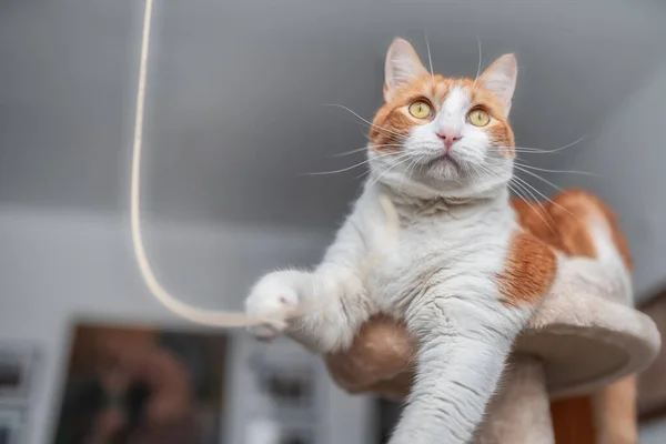 Gato Branco Marrom Com Olhos Amarelos Brinca Com Fio Eletrônico — Fotografia de Stock