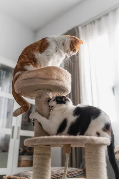 Vertical Photo Black White Cat Scratches Its Nails Scraper Tower — Stock Photo, Image
