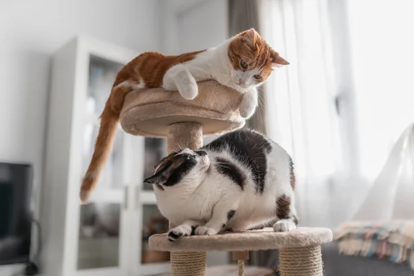 Gato Marrom Branco Topo Uma Torre Raspador Brinca Com Gato — Fotografia de Stock