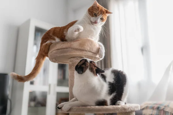 在刮板塔顶上的褐色和白色的猫 与黑白的猫玩耍 — 图库照片