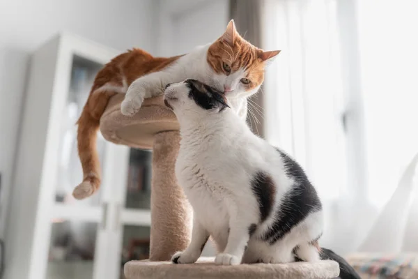 Brown White Cat Top Scraper Tower Licks Ear Black White — Stock Photo, Image