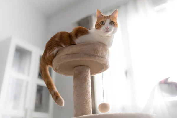 Gato Blanco Marrón Sentado Parte Superior Una Torre Arañazos Mira —  Fotos de Stock