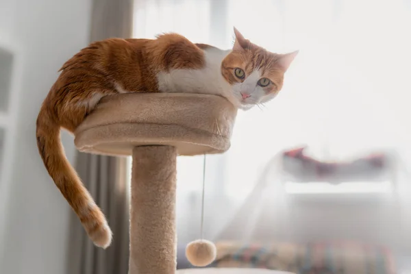 Gato Blanco Marrón Sentado Parte Superior Una Torre Arañazos Con — Foto de Stock