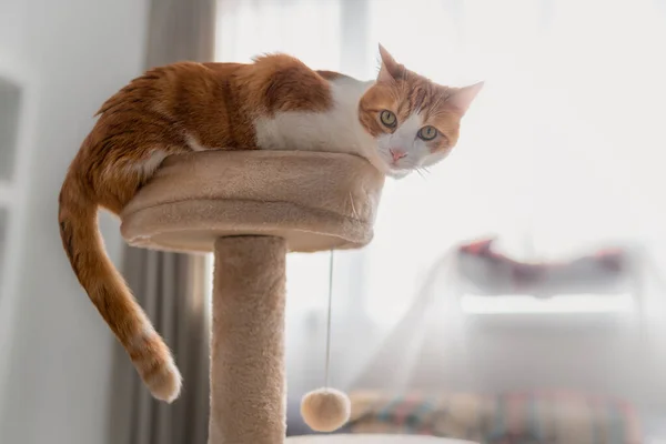 Grattoir Chat Images Libres De Droit Photos De Grattoir Chat Depositphotos
