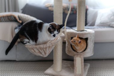 Siyah beyaz kedi kazıyıcı kulede sepete giriyor. Bir kutunun içine gizlenmiş kahverengi bir kedi ona bakıyor.