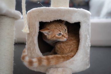 Yeşil gözlü kahverengi tekir kedi bir kutunun içinde saklanıyor.