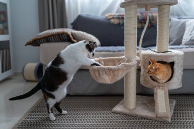 Siyah beyaz kedi sepetin içinde bir şey yakalamaya çalışıyor. Bir kutunun içine gizlenmiş kahverengi bir kedi ona bakıyor.