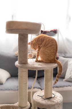 Dikey fotoğraf. Kahverengi tekir kedi kazıma kulesinde bir tüy yumağıyla oynar.