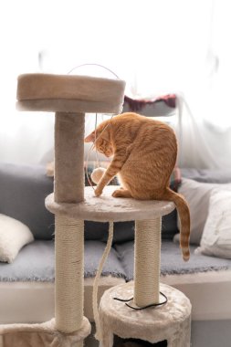 Dikey fotoğraf. Kahverengi tekir kedi çizik kulesinde bir tüy yumağıyla oynar. 