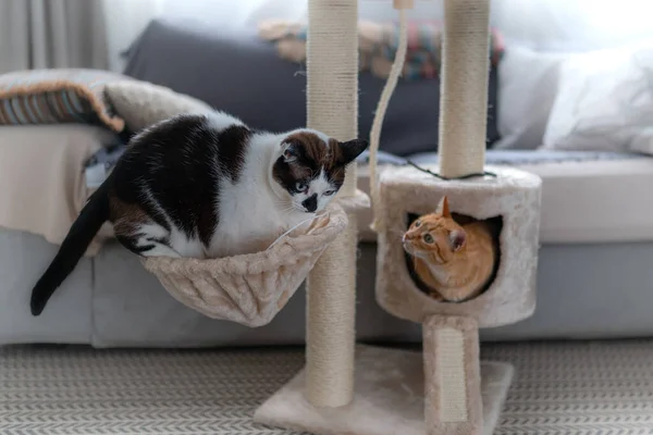 Gato Blanco Negro Mete Una Cesta Una Torre Rascador Gato — Foto de Stock