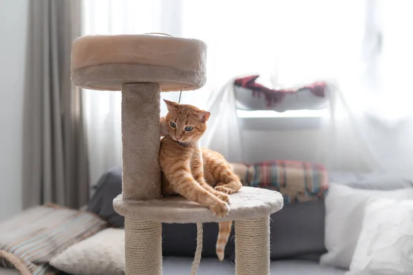 Кошка Тэбби Играет Башне — стоковое фото
