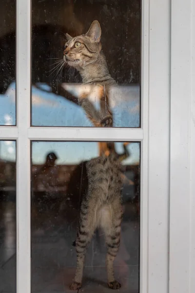 gray tabby cat standing on its hind legs, tries to open the glass door to go outside. Vertical composition