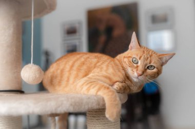 Yeşil gözlü tekir kedi tırmalama kulesinde uzanmış, kameraya bakıyor.