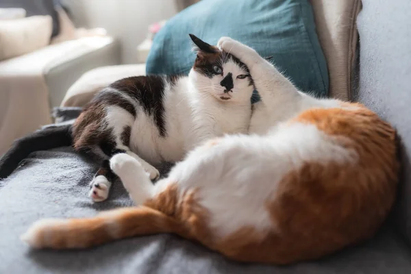 Zwei Hauskatzen Spielen Vor Dem Schlafen Auf Einem Sofa — Stockfoto