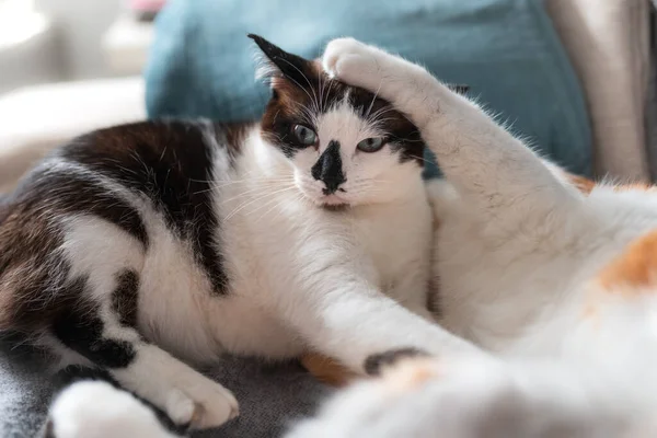 Mavi Gözlü Siyah Beyaz Kedi Kanepede Başka Bir Beyaz Kediyle — Stok fotoğraf