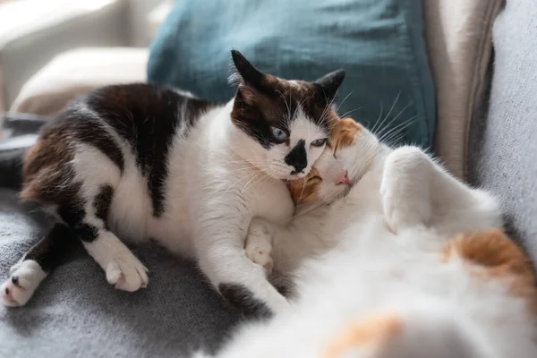 Två Vita Katter Sover Tillsammans Soffa — Stockfoto