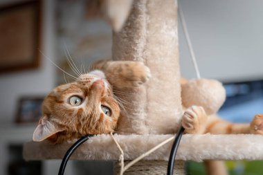Kapat. Yeşil gözlü kahverengi tekir kedi çizik kulesinde oynar