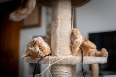 Kaşıma kulesinde uzanmış yeşil gözlü kahverengi tekir kedi kameraya bakar.