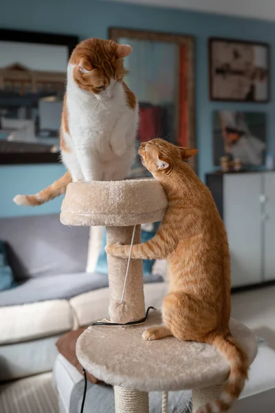 Вертикальная Композиция Dos Gatos Marrones Juegan Una Torre Rascador — стоковое фото