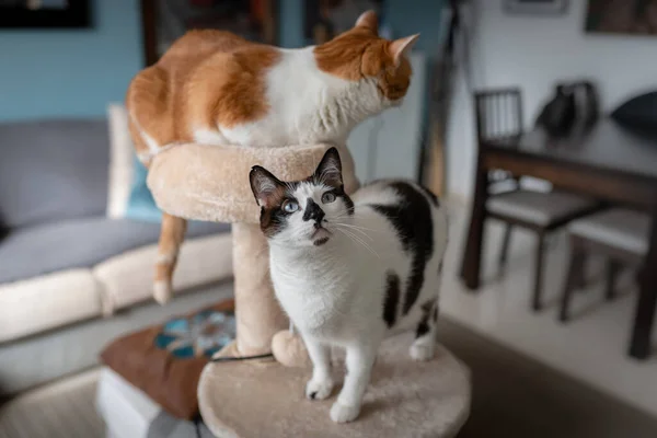 Vertikale Komposition Zwei Braune Katzen Spielen Einem Kratzturm — Stockfoto