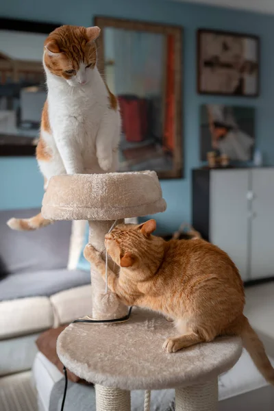 Vertical composition. Two brown cats play in a scratching tower 2