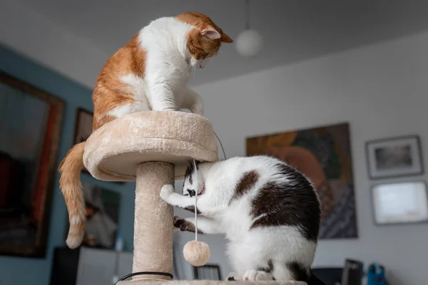 Dois Gatos Domésticos Jogar Uma Torre Arranhões — Fotografia de Stock