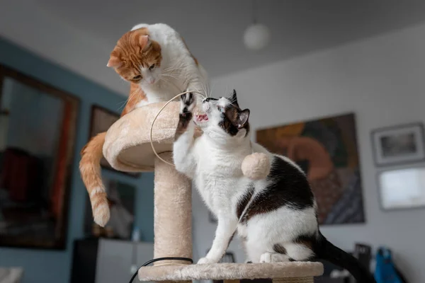 Two domestic cats play in a scratching tower 2
