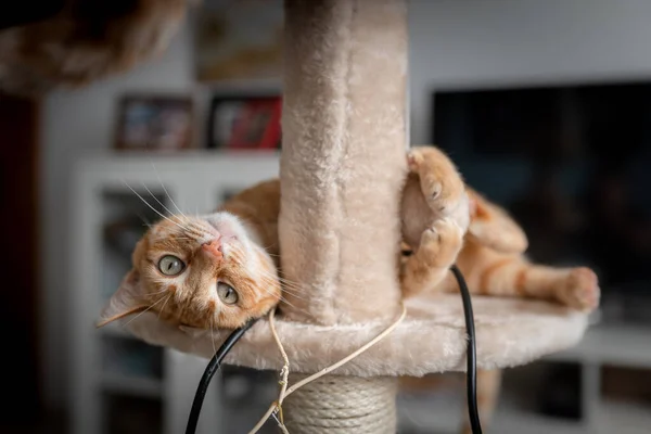 Gato Tabby Marrón Con Ojos Verdes Acostado Una Torre Arañazos — Foto de Stock