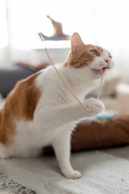 Sarı gözlü beyaz ve kahverengi kedi bir elektrik kablosunu ısırır. Dikey bileşim