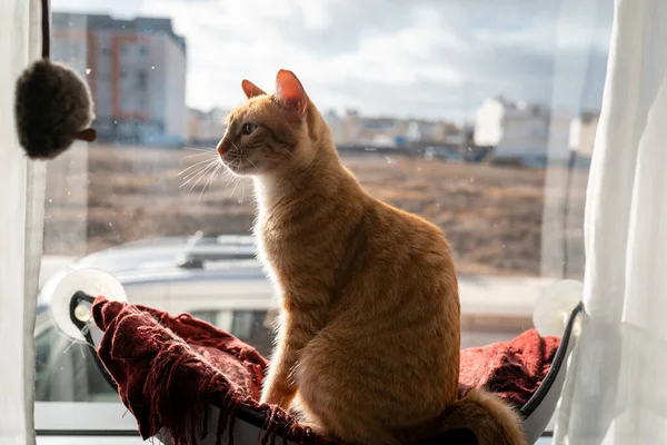 Kahverengi Tekir Kedi Pencerede Oturuyor Oyuncak Fareye Bakıyor — Stok fotoğraf