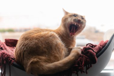 Kahverengi tekir kedi pencerenin kenarındaki hamakta uzanıyor, ağzını açıp esniyor.