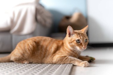 Yeşil gözlü kahverengi tekir kedi bir halıda yatıyor.