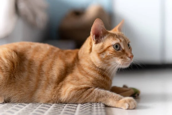 Cerca Gato Marrón Con Ojos Verdes Acostado Alfombra —  Fotos de Stock