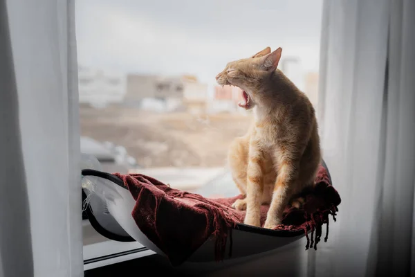 Brown Gato Tabby Sentado Uma Rede Pela Janela Abre Boca — Fotografia de Stock