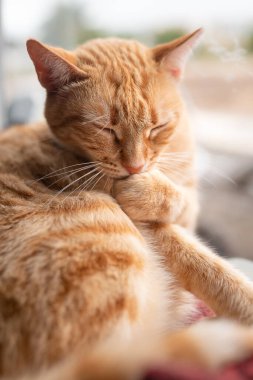 dikey kompozisyon. Kahverengi tekir kedinin pençesini yaladığı yakın plan.