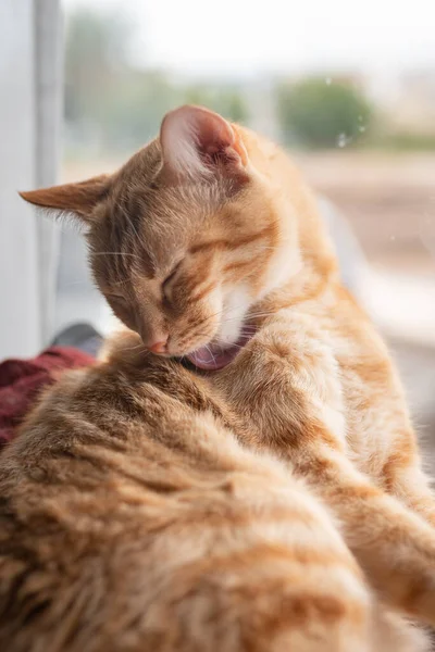 Composição Vertical Close Gato Marrom Tabby Lambendo Suas Costas — Fotografia de Stock