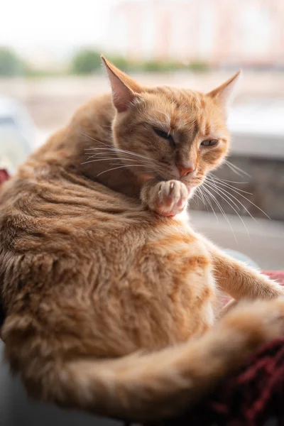 Composición Vertical Primer Plano Gato Tabby Marrón Lamiendo Pata — Foto de Stock