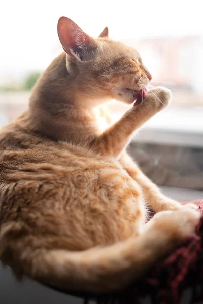 Composición Vertical Primer Plano Gato Tabby Marrón Lamiendo Pata Retrato — Foto de Stock