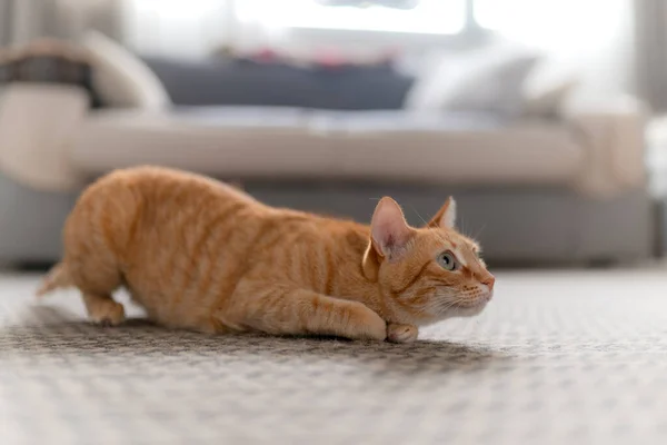 緑の目の茶色のタビー猫は驚きの準備ができています3 — ストック写真