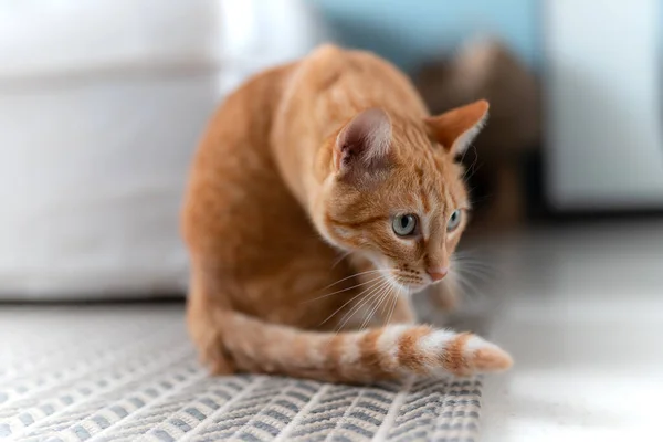 Brown Gato Tabby Con Ojos Verdes Está Listo Para Sorprender —  Fotos de Stock