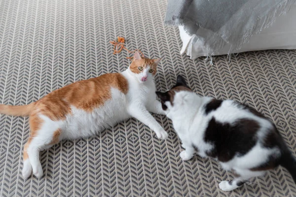 Zwei Hauskatzen Spielen Auf Dem Teppich — Stockfoto