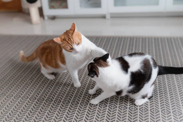 Twee Huiskatten Spelen Het Tapijt — Stockfoto