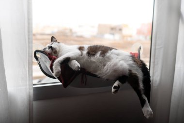 Siyah beyaz şişman kedi pencerenin yanındaki hamakta uyur.