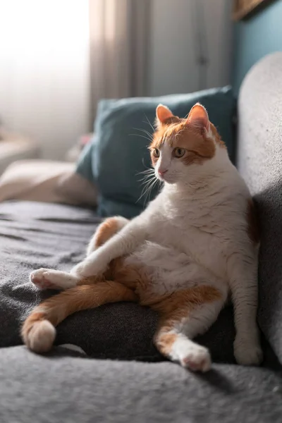 White Brown Cat Yellow Eyes Sitting Sofa Funny Posture Looks — Stock Photo, Image