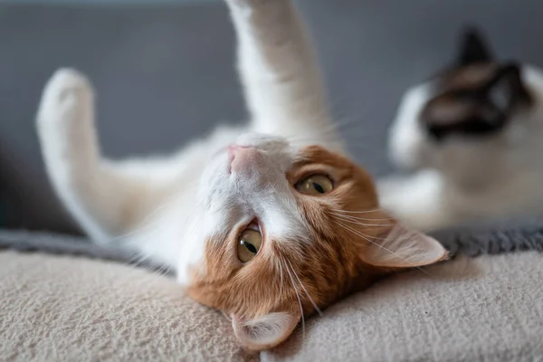 Weiße Und Braune Katze Mit Gelben Augen Auf Dem Sofa — Stockfoto