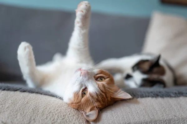 Chat Blanc Brun Aux Yeux Jaunes Couché Sur Canapé Étire — Photo