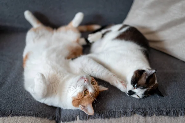 Δύο Οικιακές Γάτες Κοιμούνται Μαζί Στον Καναπέ — Φωτογραφία Αρχείου