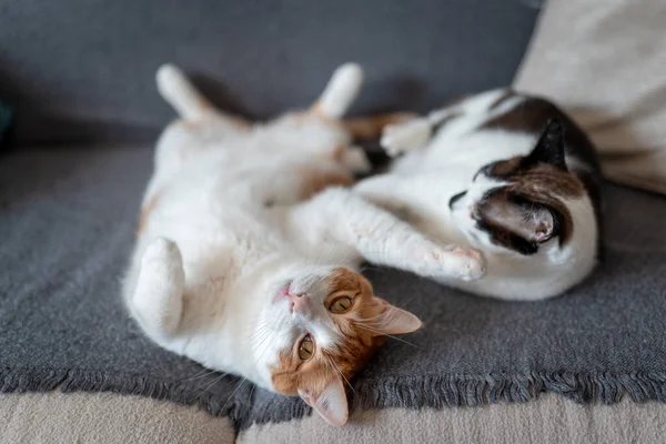 Две Домашние Кошки Спят Вместе Диване — стоковое фото