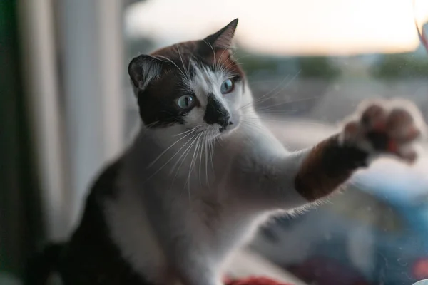 一只蓝眼睛的黑白相间的猫坐在窗边的吊床上 用一缕线玩耍 — 图库照片